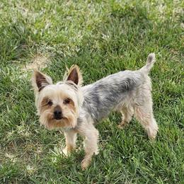 Sean - Yorkshire Terrier