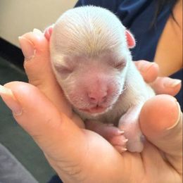 Girl 1 - White female Maltese puppy in Laporte, Colorado from Maltese Colorado