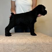 Girl 1 - Black Standard Schnauzer puppy in Lakebay, Washington from Jolanie Schnauzers