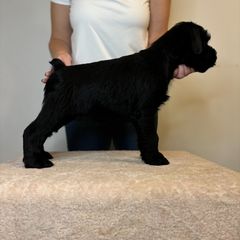 Girl 1 - Black Standard Schnauzer puppy in Lakebay, Washington from Jolanie Schnauzers