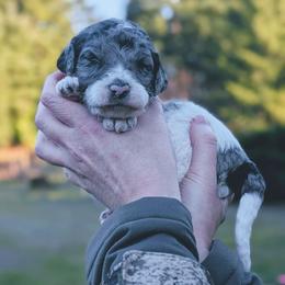 Jasper - Blue merle male Aussiedoodle puppy in Yacolt, Washington from Aussiedoodles by Maggie