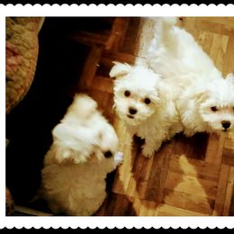 Maltese Puppies from Franny's Maltese Puppies