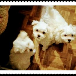 Maltese Puppies from Franny's Maltese Puppies