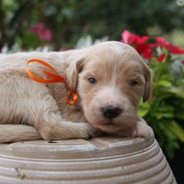 Australian Shepherd, Goldendoodle, and Poodle Puppies from 5AFarms