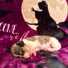 Sunshine - Dapple female Dachshund puppy in Nampa, Idaho from 208 Wiener Wiggle Butts LLC