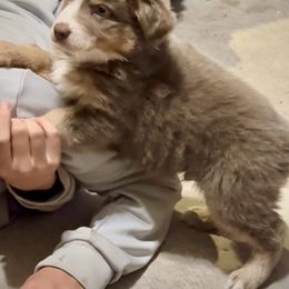 Dilute red tri - Red tri male Miniature Australian Shepherd puppy in Lemon Cove, California from Magic Ranch Mini Aussies