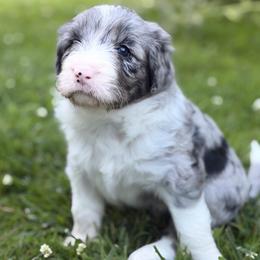 Girl 3 - Blue merle female Bordoodle puppy in Shelton, Washington from Prophecy Kennels