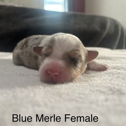 Girl 2 - Australian Shepherd puppy in Salem, Oregon from Cherry City Kennels