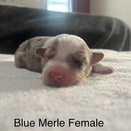 Girl 2 - Australian Shepherd puppy in Salem, Oregon from Cherry City Kennels