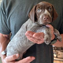 Tilly - Liver roan female German Shorthaired Pointer puppy in Elberta, Alabama from Old Orchard Farm