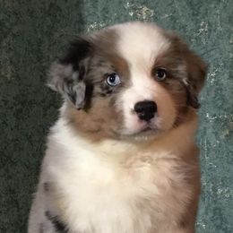 Australian Shepherds from Simons Aussies