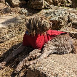 Penny - Wirehaired Pointing Griffon