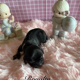 Royalty - Black and tan female Cavalier King Charles Spaniel puppy in Broken Arrow, Oklahoma from Cavalier King Charles Heartland