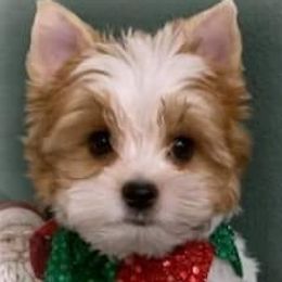 Biewer Terriers and Yorkshire Terriers from Thumbs Up Precious Pups