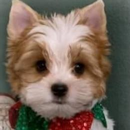 Biewer Terriers and Yorkshire Terriers from Thumbs Up Precious Pups