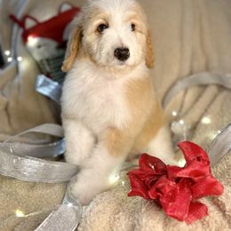 JACK SKELLINGTON - red parti boy - Red male Bernedoodle puppy in Lookout, California from Remington Kennels, LLC