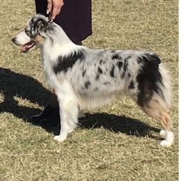 Ellie - Miniature American Shepherd
