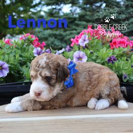 Lennon - Tri-color male Bernedoodle puppy in Heyworth, Illinois from Cobble Creek Puppies