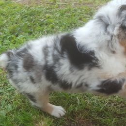 Australian Shepherd Puppies from Rush Creek Aussies