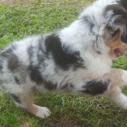 Australian Shepherd Puppies from Rush Creek Aussies