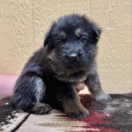 Fuji - Green boy - Bi-color male German Shepherd puppy in Oakley, California from Von Guadachi German Shepherds & Audacity Border Collies