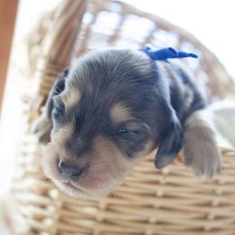 Harry - Dapple male Dachshund puppy in Morrow, Ohio from Courtney’s Colorful Doxies