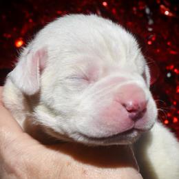 Pink collar - White female Dogo Argentino puppy in San Diego, California from Debonair Dogos