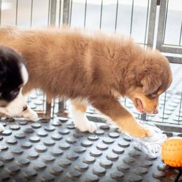 Aussiedoodle and Miniature American Shepherd Puppies from King Family Ranch