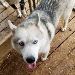 Bella - Siberian Husky