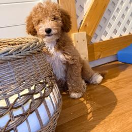 Finn - Apricot male Goldendoodle puppy in Cocoa, Florida from The Beach Doodles