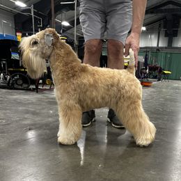 Ellie - Soft Coated Wheaten Terrier