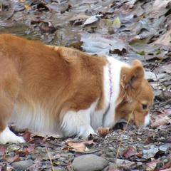 Peaches and Cream - Pembroke Welsh Corgi