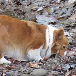 Peaches and Cream - Pembroke Welsh Corgi
