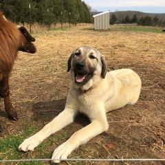 Anatolian Shepherd Dogs and Boxers from Country View Meadows Kennel