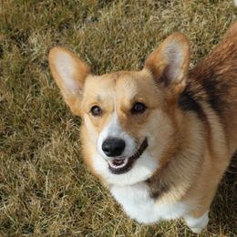 Pembroke Welsh Corgis from Shasta Valley Pembrokes