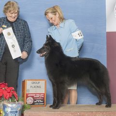 Belgian Sheepdogs from Chancery Belgians