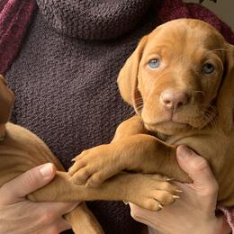 Charlie - Red male Vizsla puppy in Richland Center, Wisconsin from Driftless Vizslas