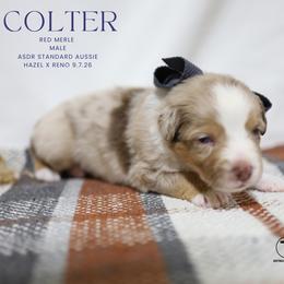 Colter- Red Merle Male - Red merle male Australian Shepherd puppy in Nacogdoches, Texas from TK Standard, Mini, & Toy Aussies