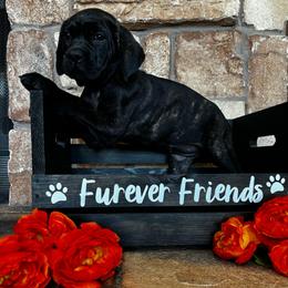 Teal collar - Black brindle female Cane Corso puppy in Tucson, Arizona from Cane Corso Friends