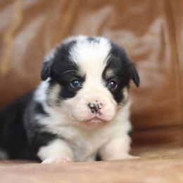 Pembroke Welsh Corgi Puppies from Ayers Acres Corgis