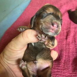 Guinivere - Chocolate and tan female Dachshund puppy in Brave, Pennsylvania from Maple Moon Mini Dachshunds