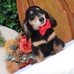 Rolo - Black and tan male Dachshund puppy in Woodbine, Georgia from Walker's Minidachs