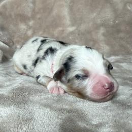 Kyle Ren - Red - Blue merle male Australian Shepherd puppy in Richmond, Virginia from Madeline Lee