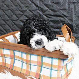 Franky (Frankenstein) - Black and white Aussiedoodle puppy in Maryland from Alexander Oodles of Doodles