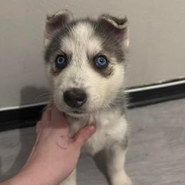 Girl 1 - Black and white female Siberian Husky puppy in New York, New York from Riri’s Huskies