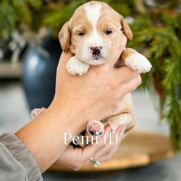 Pemi - Apricot female Goldendoodle puppy in Acton, Maine from Silver Pines Pups