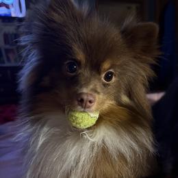 Rose - Pomeranian
