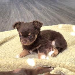 Boy - Chocolate and tan male Chihuahua puppy in Vineland, New Jersey from Royal Companion's