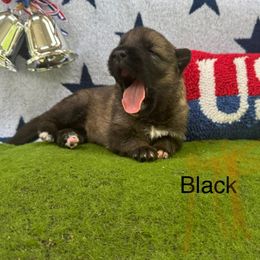 German Shepherd Puppies from LORI Zanin