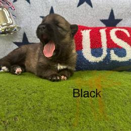 German Shepherd Puppies from LORI Zanin